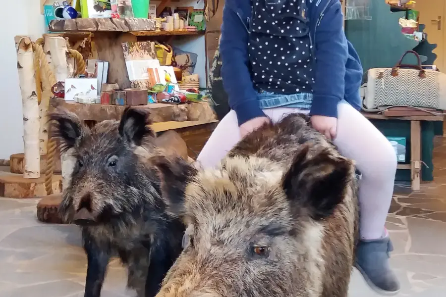 Overijssel - Natuurmuseum Holterberg Fenne op het wilde zwijn