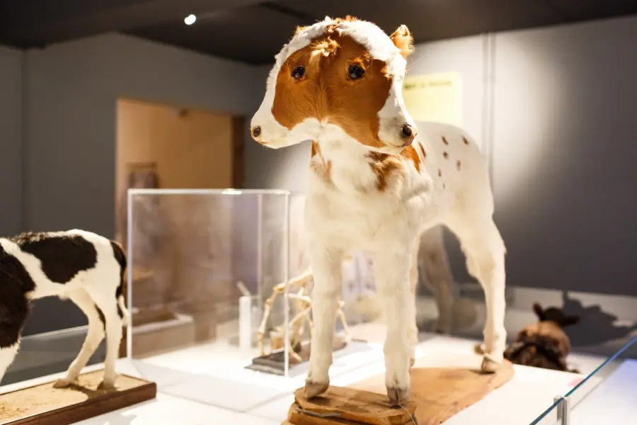 Natura docet wonderryck twente kalf met 2 koppen foto fred ernst