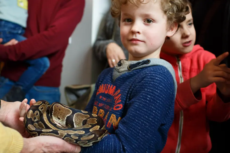 Natura docet wonderryck twente museumbezoeker met koningspython loesje foto fredernst 30cm