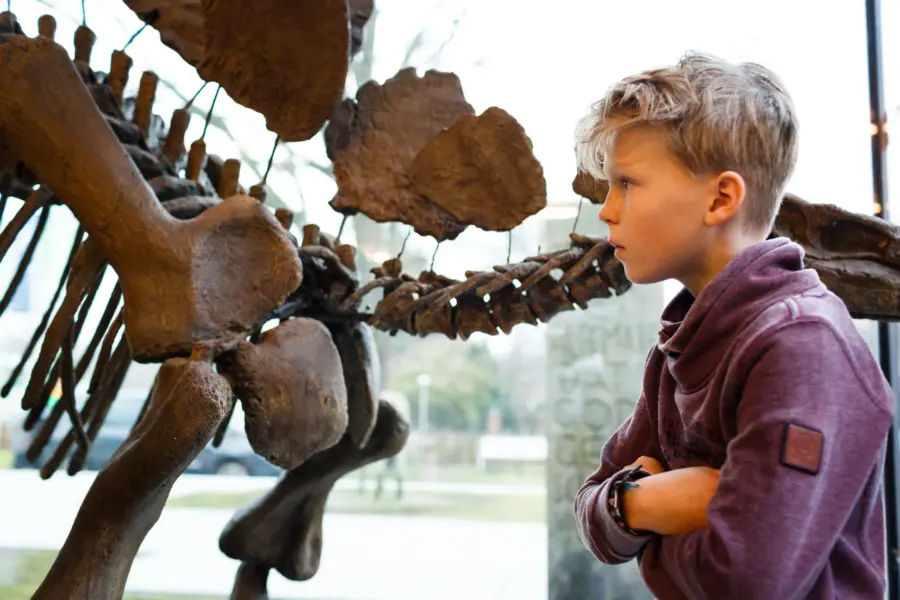 Natura Docet Wonderryck Twente - Stegosaurus - FredErnst-30cm