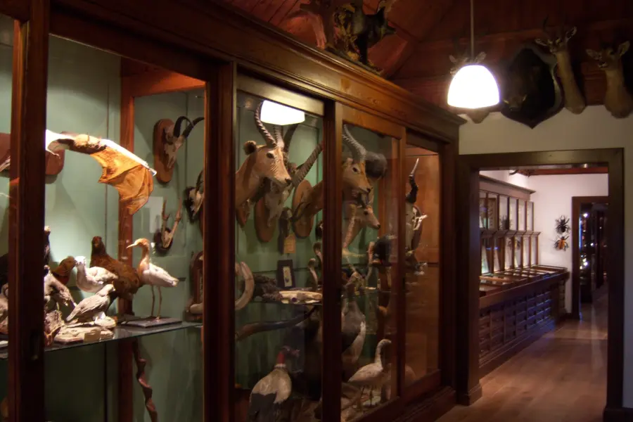 Ndwt rariteitenkabinet