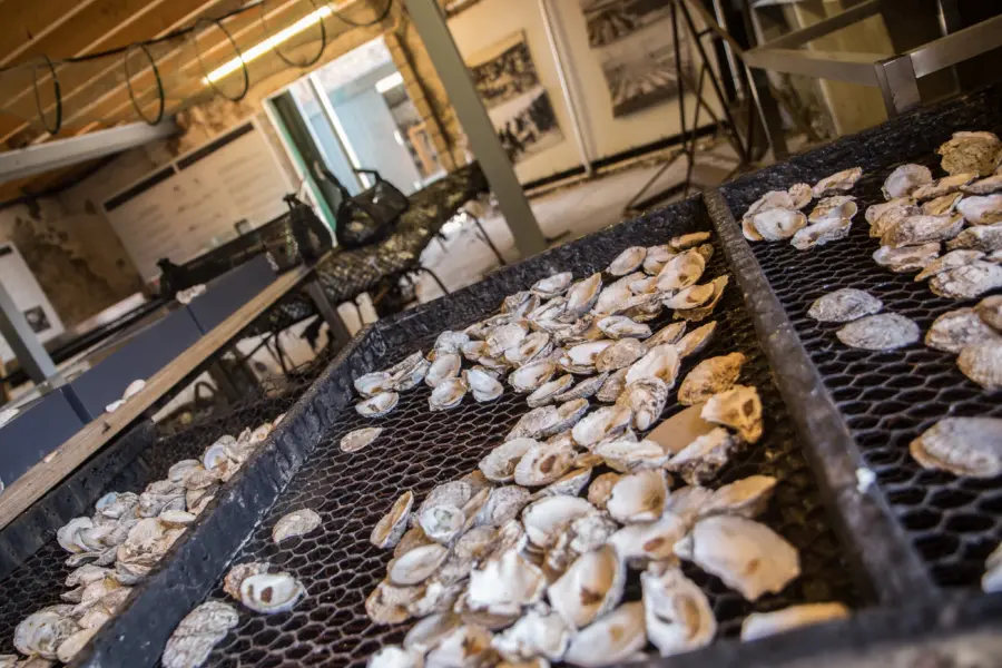 Zeeland oesterij dagattracties groot 291