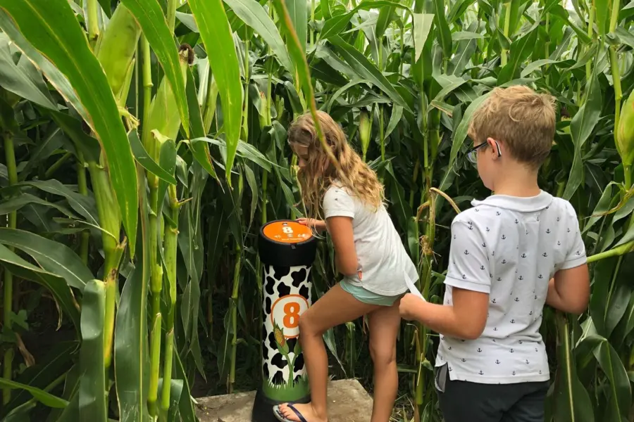 Drentse koe interactief maisdoolhof zuilen