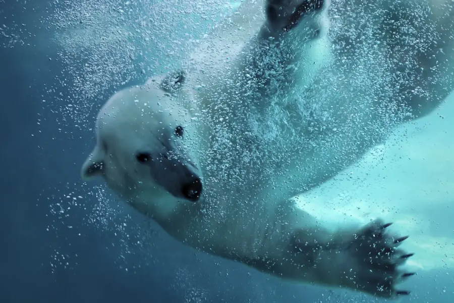 WILD-NORTICA0-hoofdbeeld