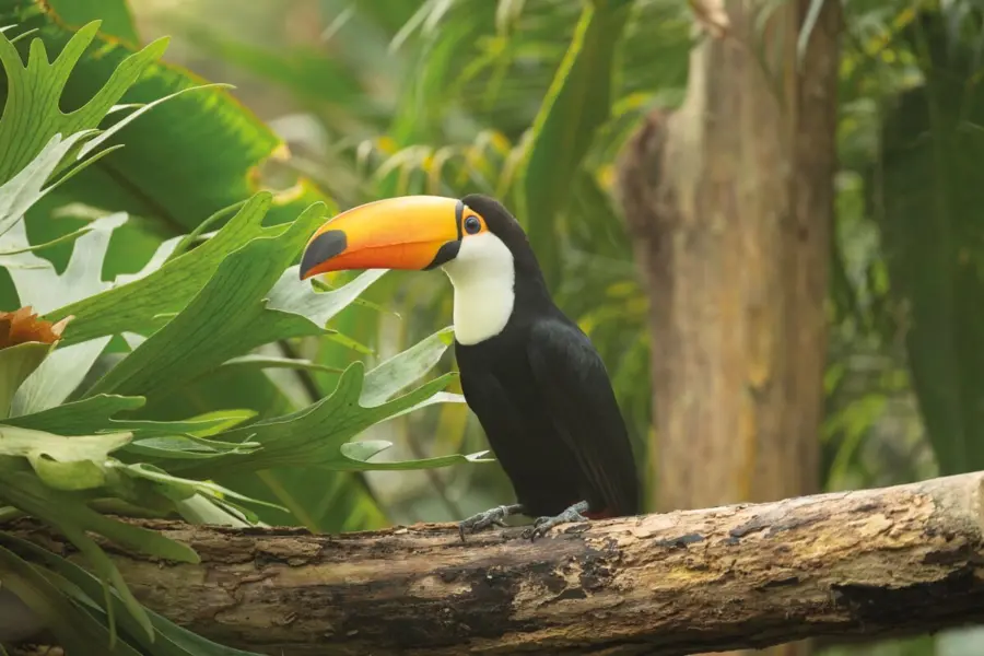 282 29 pantropica toekan 281 29