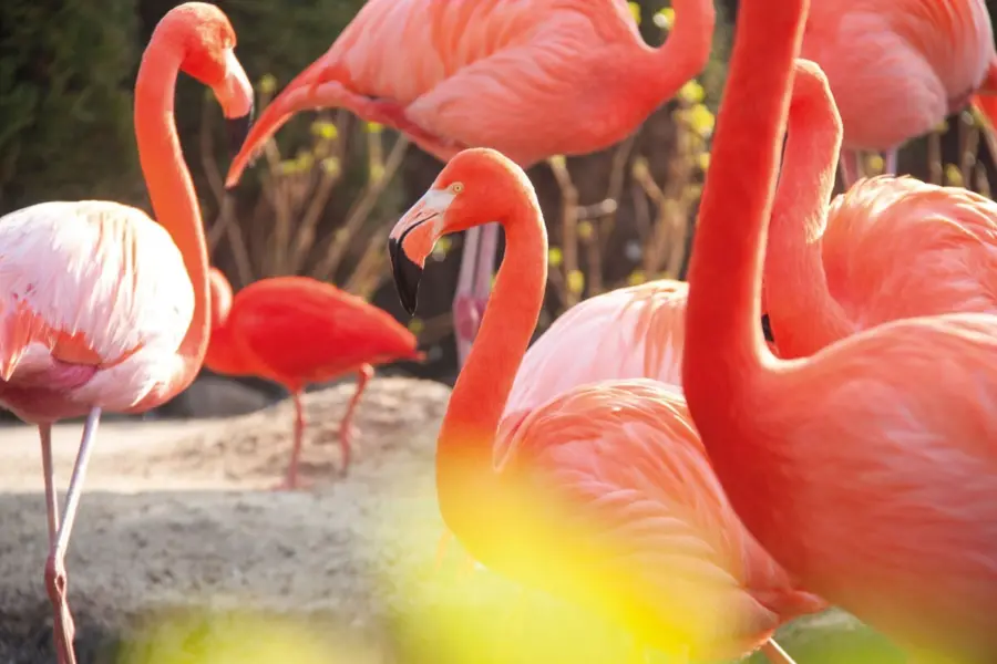 285 29 pantropica flamingo 27s