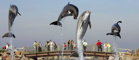 DH15_Dier_dolfijn_dolfijnendelta_brug