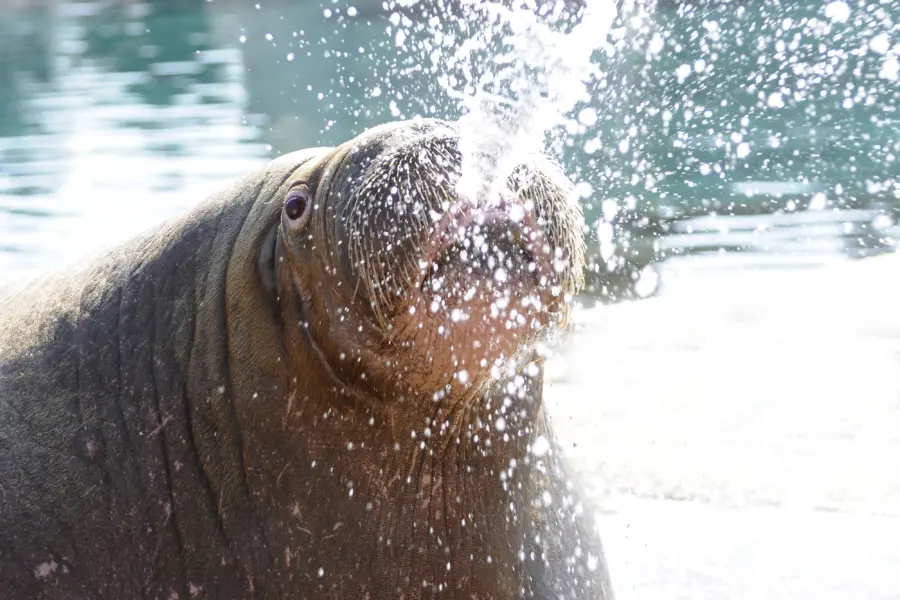 DH_Dier_walrus_Nikolai