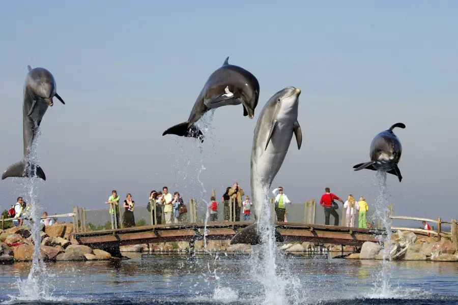 DH15_Dier_dolfijn_dolfijnendelta_brug
