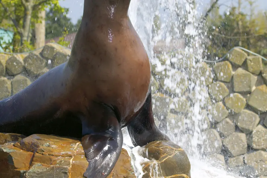 DH15_Dier_zeeleeuw_steller_fontein