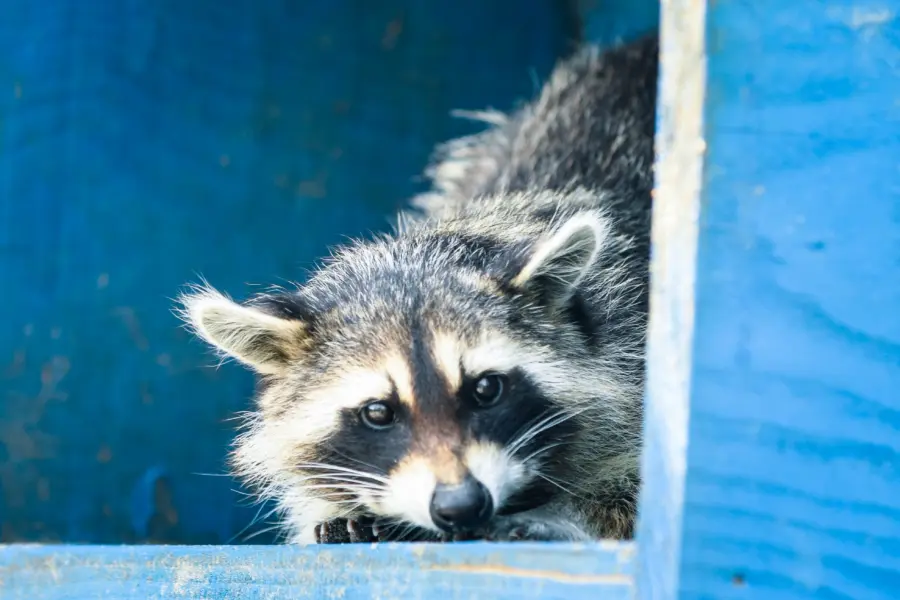 Hof van eckberge dierentuin