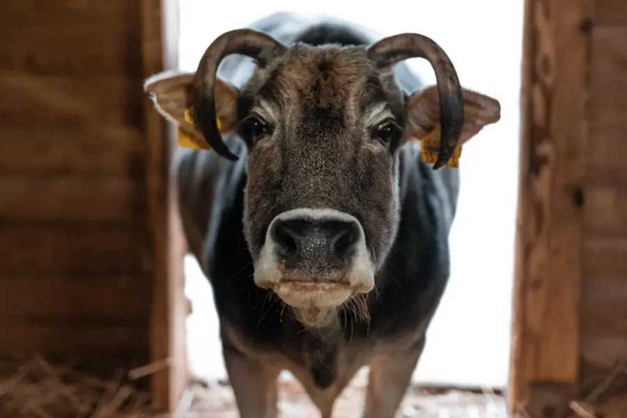Irrland dier boerderij