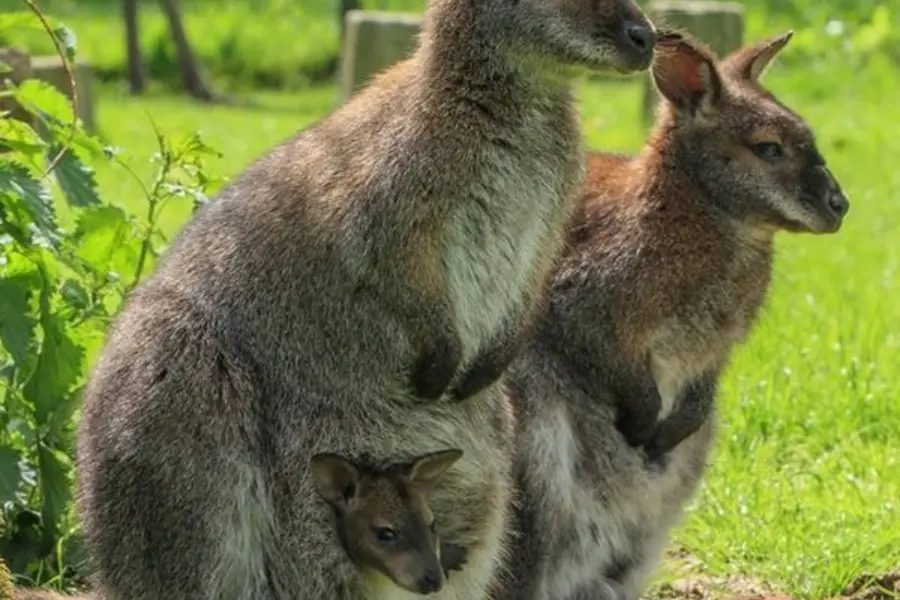 Familie wallabie 2018 gesneden