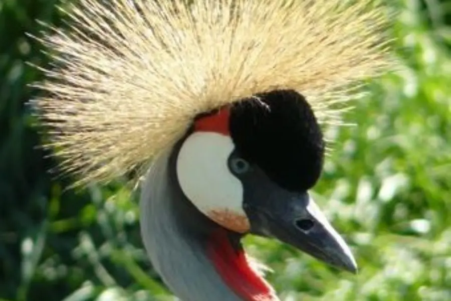 Kroonkraanvogel kop 2