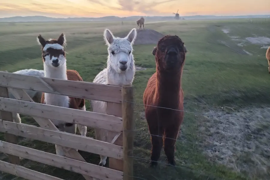 Alpaca
