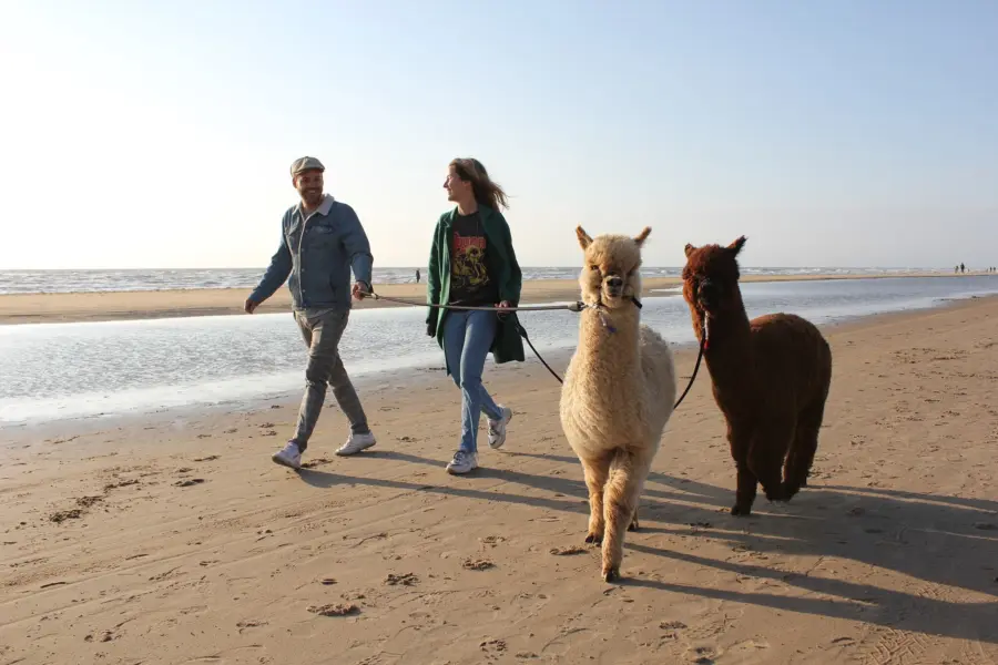 Strandwandeling alpaca