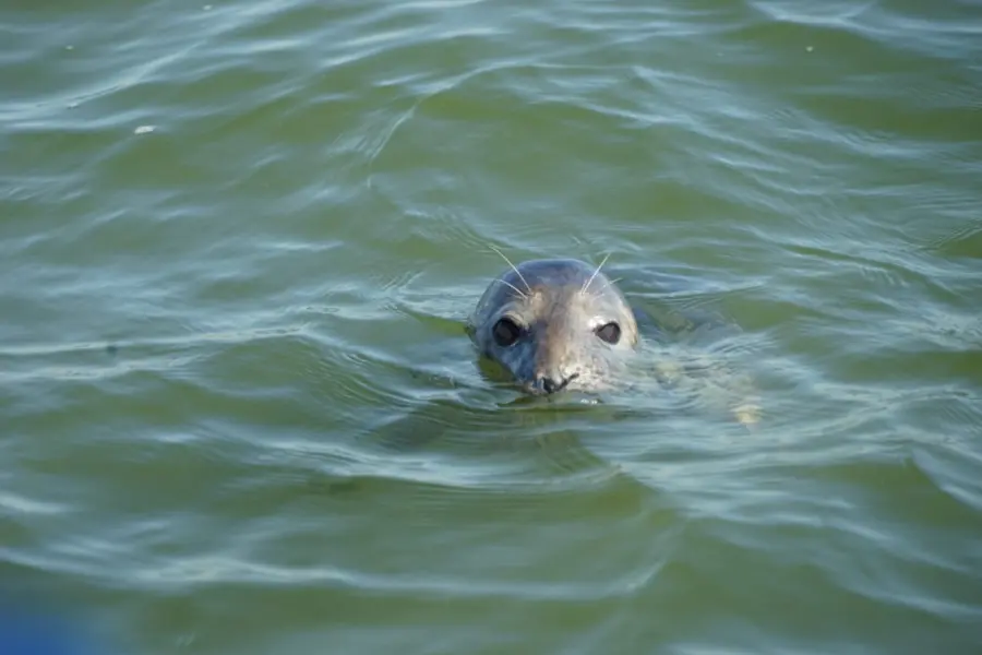 Blauwe Zeeridder Zeehond2