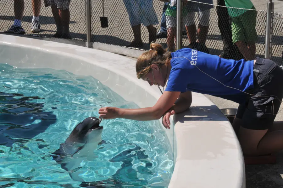 Ecomare voeren bruinvissen2013 2873 sw