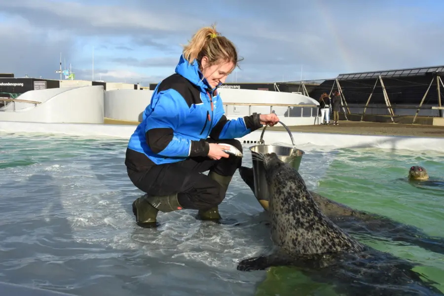 Ecomare -Rowanne voert zeehonden (2)