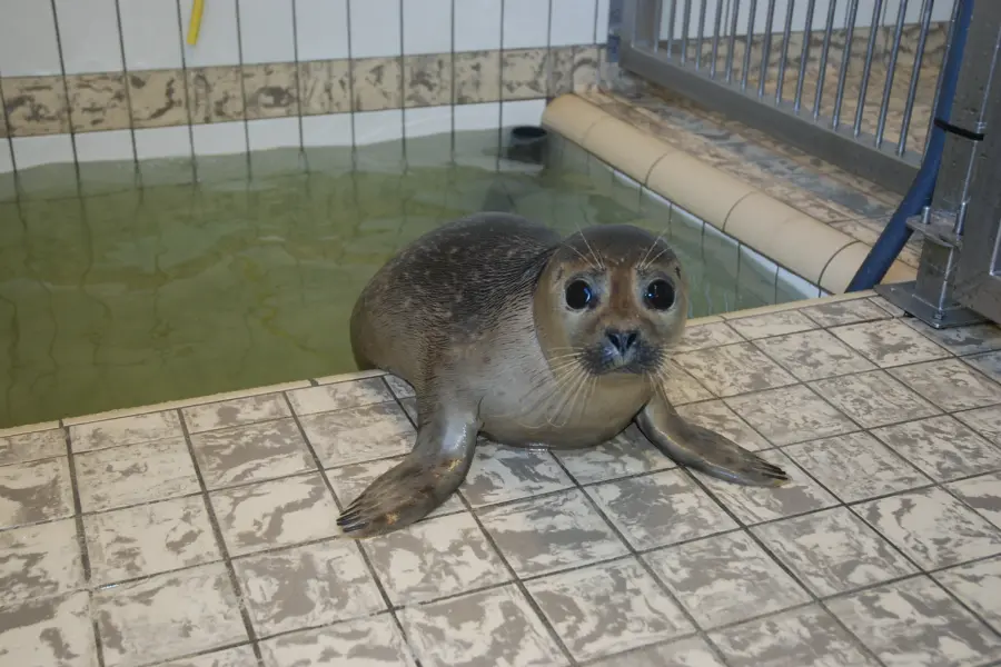 Ecomare opvang gewone zeehond 5551 sw