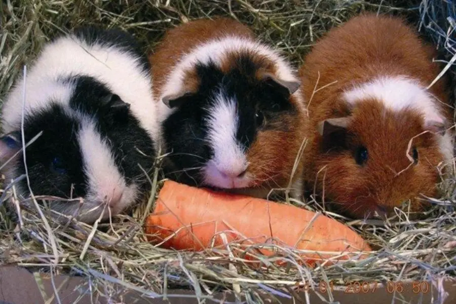 Dondertman cavias folder 2011 (2)