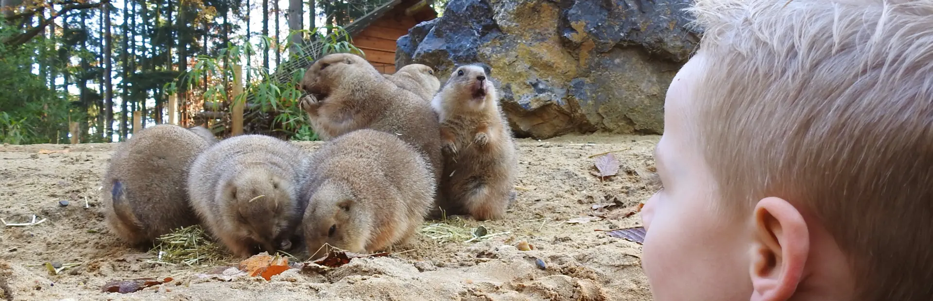 Dierenpark amersfoort prairiehondjes
