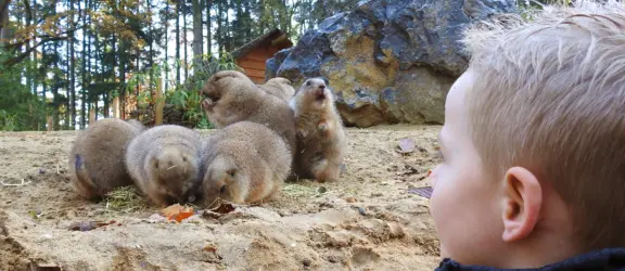 Dierenpark amersfoort prairiehondjes