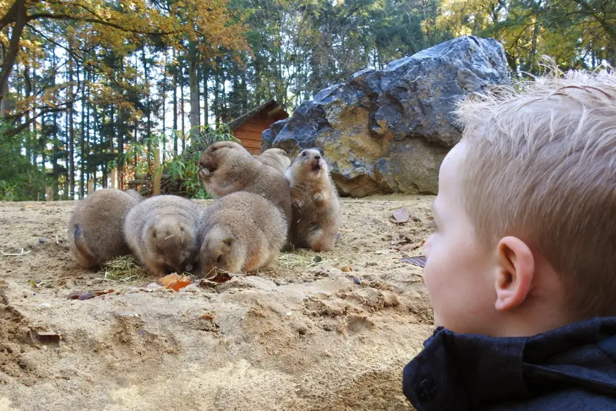 Dierenpark amersfoort prairiehondjes