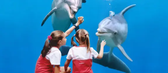 1boudewijnseapark dolphins mainimage