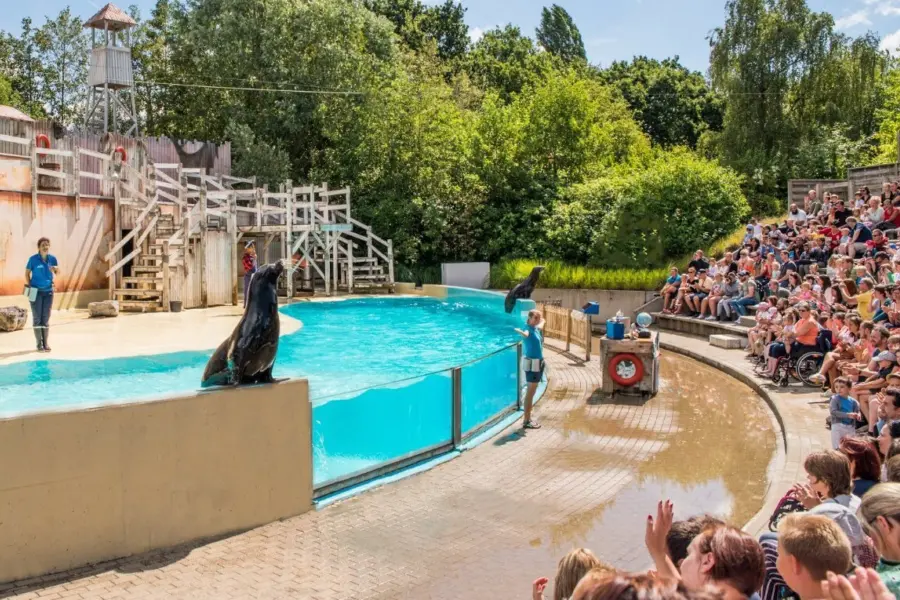 Boudewijnseapark sealionshow 1