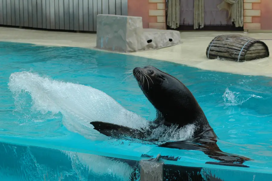 Boudewijnseapark sealionshow2