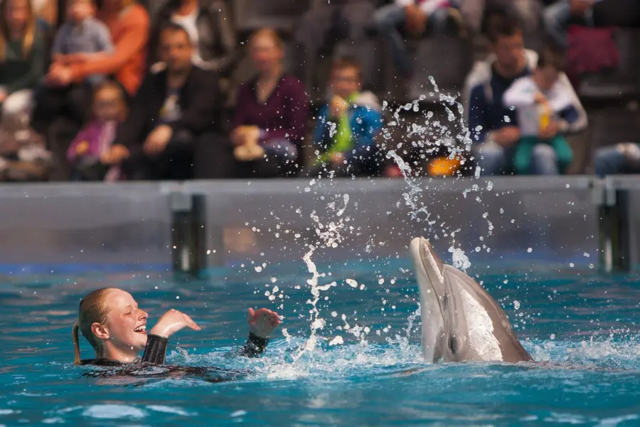 dolphinshow-11-boudewijnseapark
