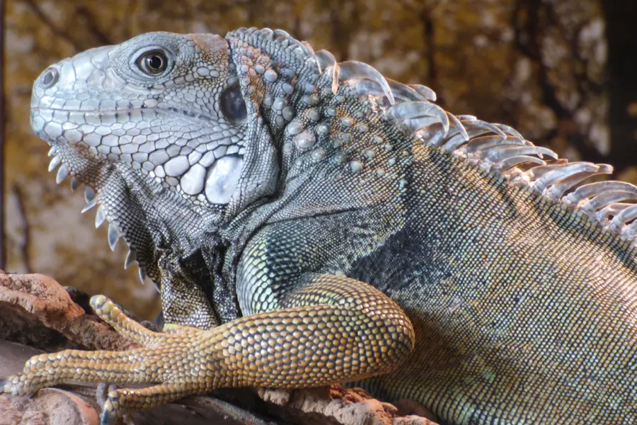 Leguaan Reptielenzoo Iguana