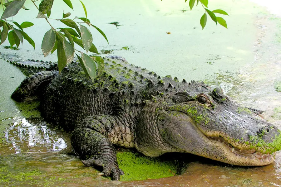 Aligator
