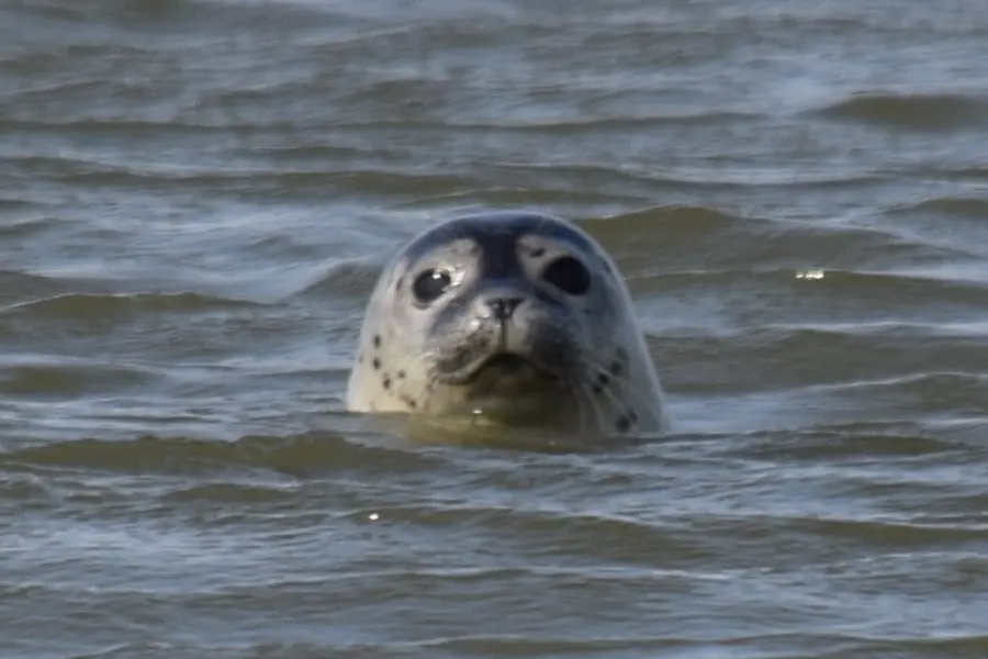 Scheldesafari - DSC_0051 - kopie