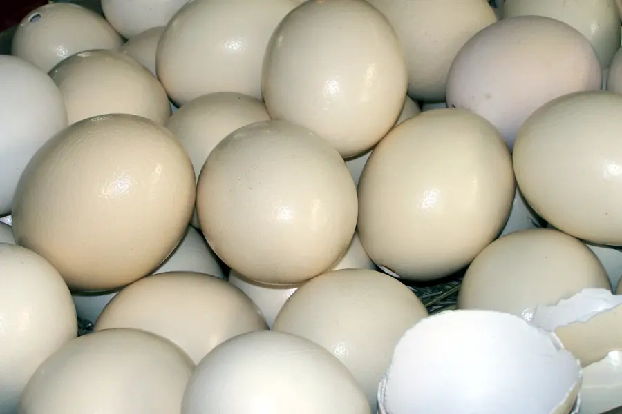 49 eieren in de winkel