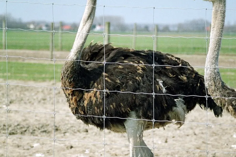 97 vogel met bek open