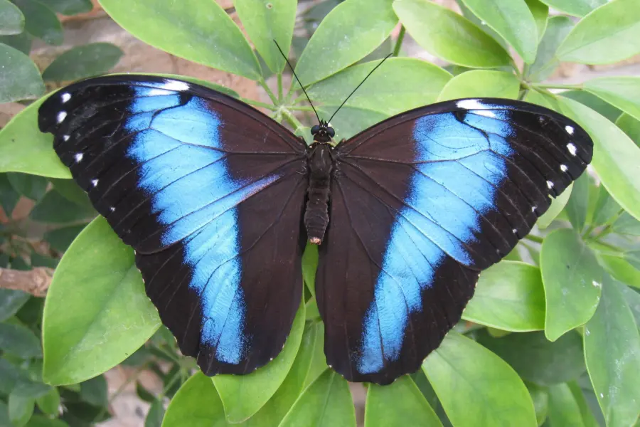 Zeeland tropicalzoo vlinder