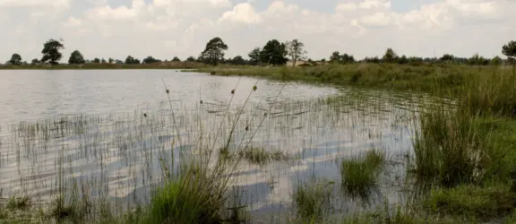 Staatsbosbeheer DFW - Drents Friese Wold