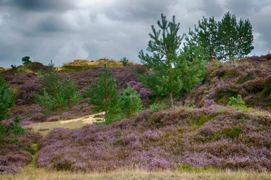 Dfw staatsbosbeheer dfw
