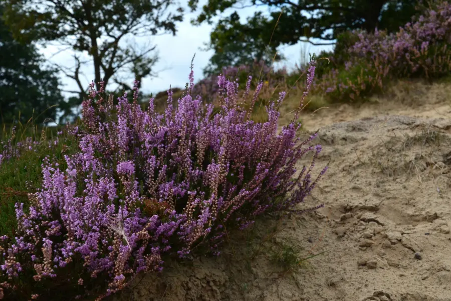 Drents Friese Wold - Staatsbosbeheer DFW