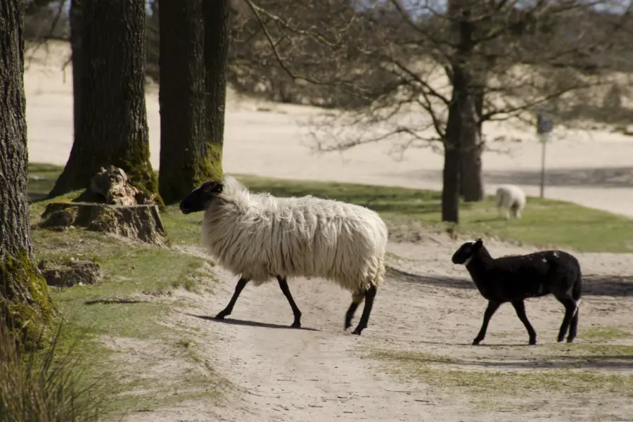 Drents friese wold staatsbosbeheer dfw 9004