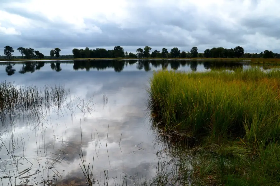 Drents friese wold staatsbosbeheer dfw dsc 4740a