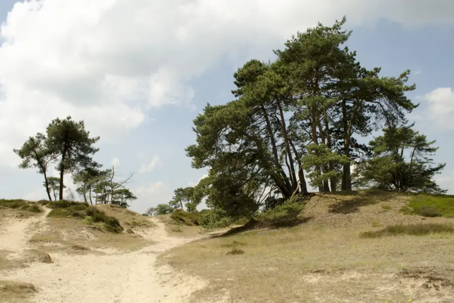 Drents friese wold staatsbosbheer dfwdsc 1520 2