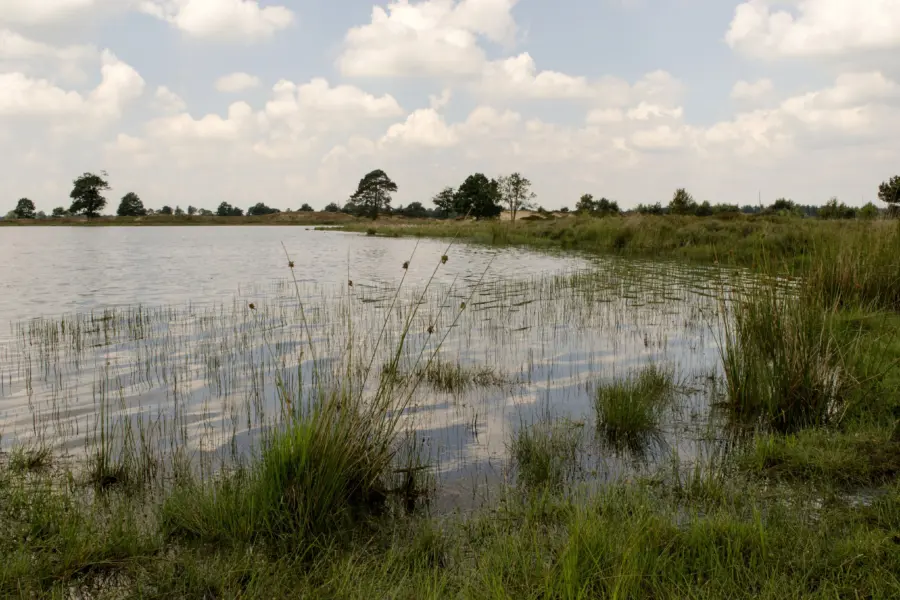 Staatsbosbeheer DFW - Drents Friese Wold