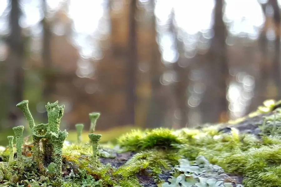 Nationaalpark De Hoge Veluwe _10 - Oktober - Martin Koops - Bekertjesmos Fazantenpark