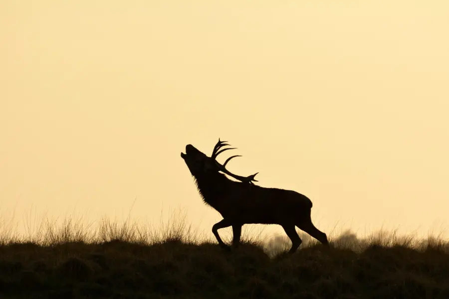 Nationaalpark De Hoge Veluwe _Burlend hert met tegenlicht Piet van Merrebach