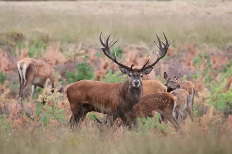 Nationaalpark De Hoge Veluwe _IMG_0880