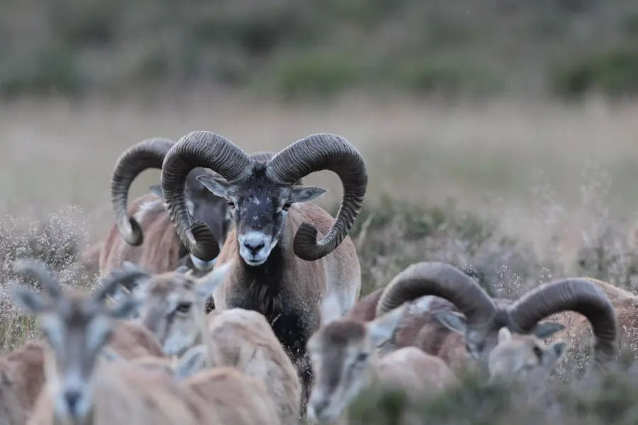 Nationaalpark de hoge veluwe kudde moeflons staf 2 hans drijer