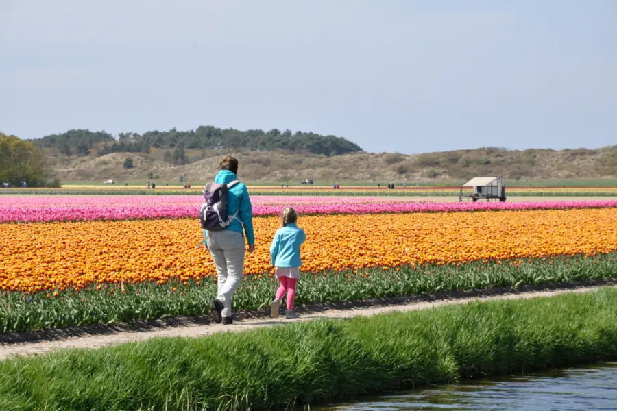 Noord holland bloeiende zijpemonique alberts 28169 29